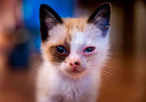 У кошки слезятся глаза: когда обращаться к врачу?